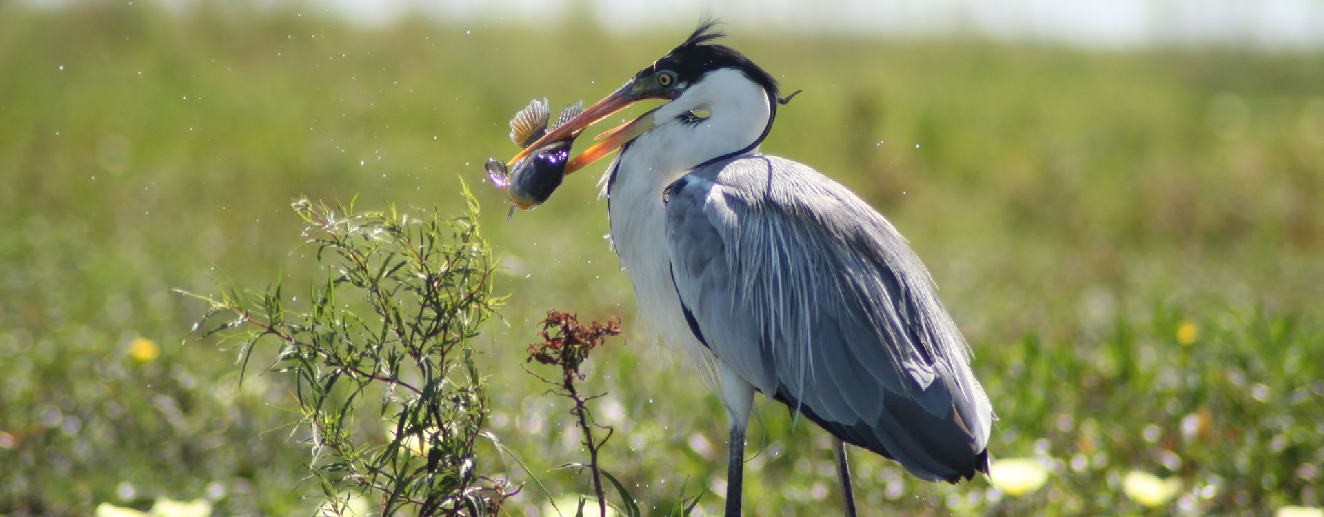Great blue heron fishing in Ibera. Ibera Heron