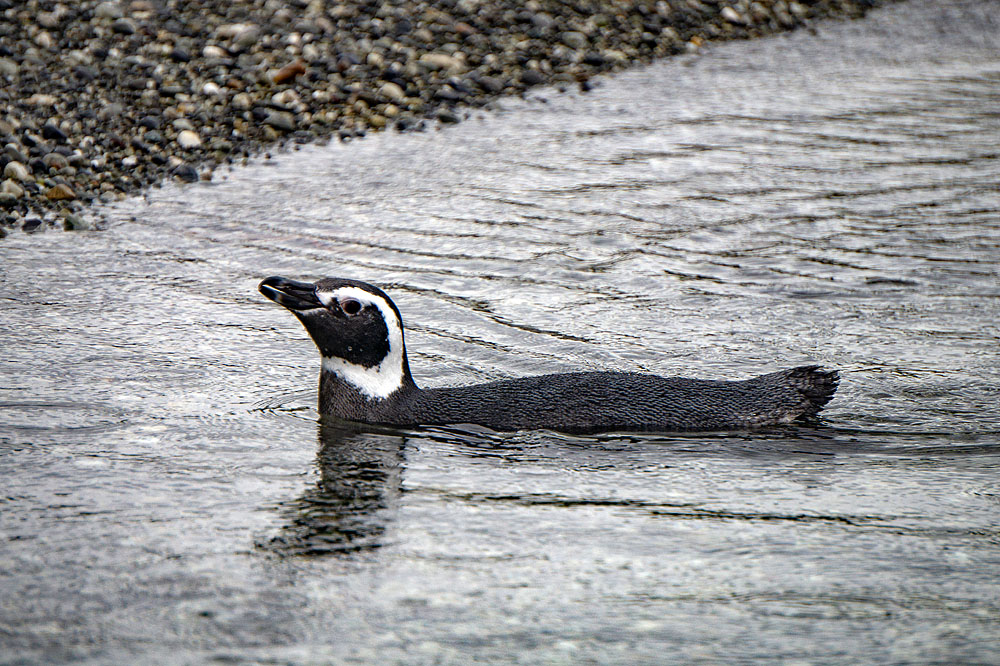 CL0319HG249_australis-tucker-islets-magellanic-penguins.jpg [&copy; Last Frontiers Ltd]