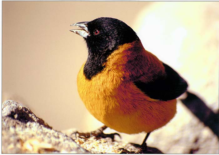 Claire_Waring_Black_hooded_sierra_finch_Chile.jpg [&copy; Last Frontiers Ltd]