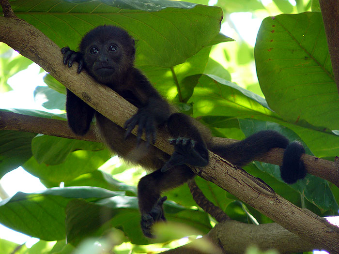 CR0508SM377_reserva-flor-blanca-howler.jpg [&copy; Last Frontiers Ltd]