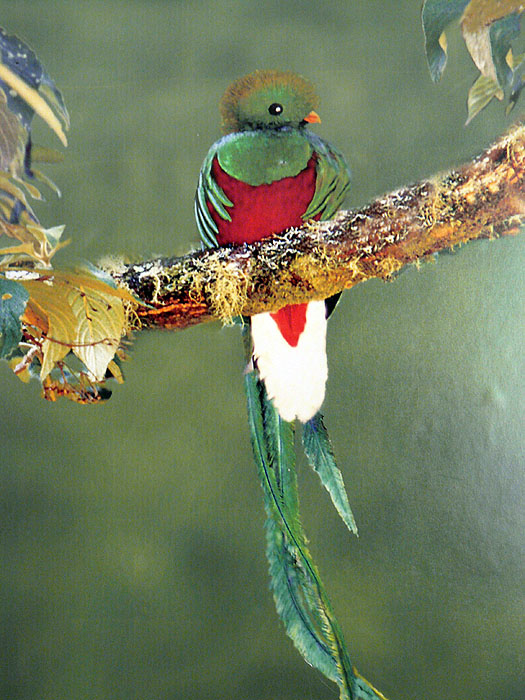 CR0510JF220_bosque-de-paz-quetzal.jpg [&copy; Last Frontiers Ltd]