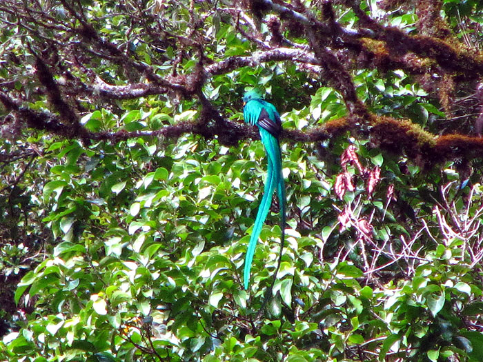 CR0513OF117_trogon-lodge-quetzal-san-gerado-de-dota.jpg [&copy; Last Frontiers Ltd]