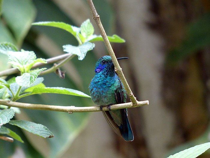 CR0514JL298_monteverde-national-park-green-violetear-hummingbird.jpg [&copy; Last Frontiers Ltd]