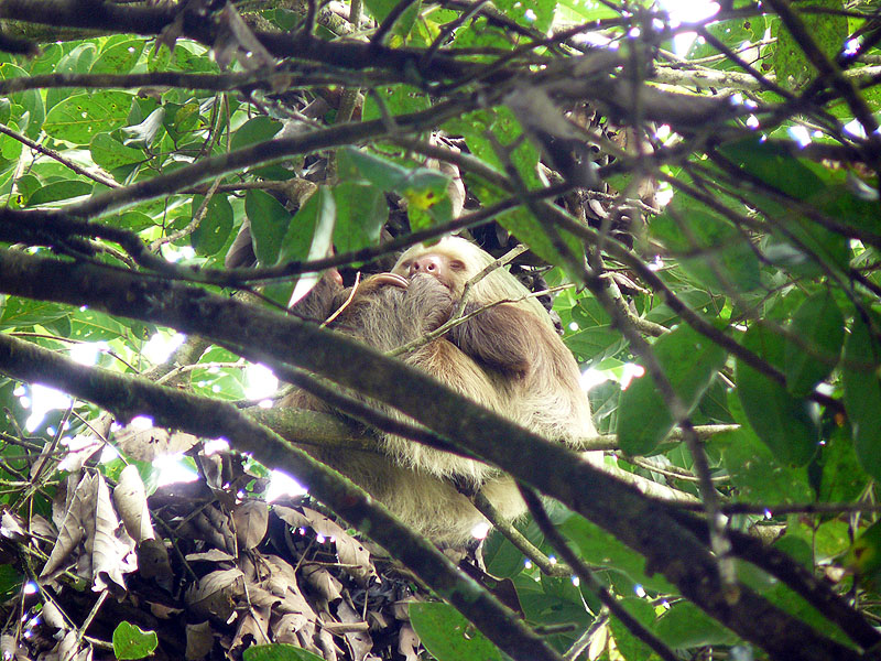 CR0516NL362_frogs-heaven-sloth.jpg [&copy; Last Frontiers Ltd]