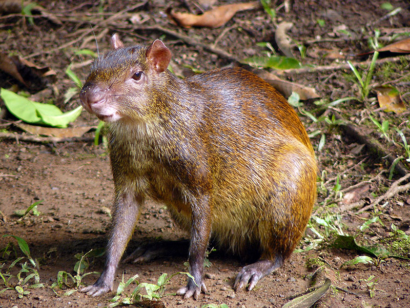 CR0516NL643_playa-cativo-agouti.jpg [&copy; Last Frontiers Ltd]