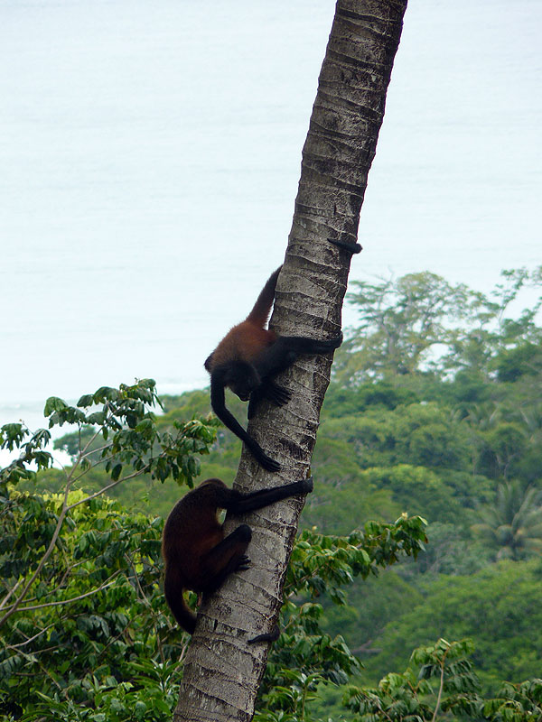 CR0516NL664_lapa-rios-spider-monkeys.jpg [&copy; Last Frontiers Ltd]