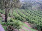 Image: Finca Rosa Blanca - San José and surrounds