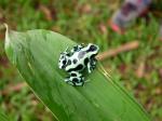 Poison dart frog - The Central highlands, Costa Rica