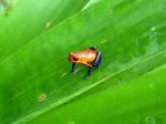 Blue jeans frog - The Central highlands, Costa Rica
