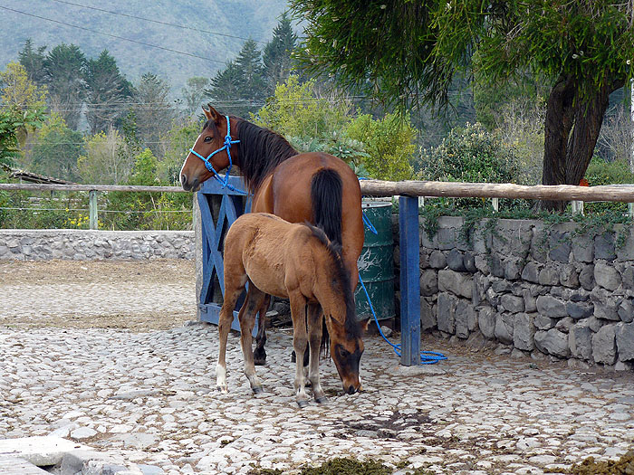 EC0310SM012_zuleta-horses.jpg [&copy; Last Frontiers Ltd]