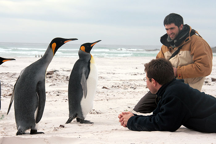 FK0310LD0798_volunteer-point-king-penguins.jpg [&copy; Last Frontiers Ltd]