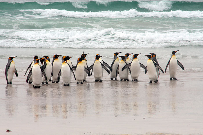 FK0310LD0842_volunteer-point-king-penguins.jpg [&copy; Last Frontiers Ltd]
