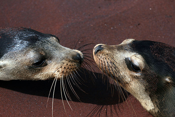 GP0608ED365_rabida-sealion.jpg [&copy; Last Frontiers Ltd]