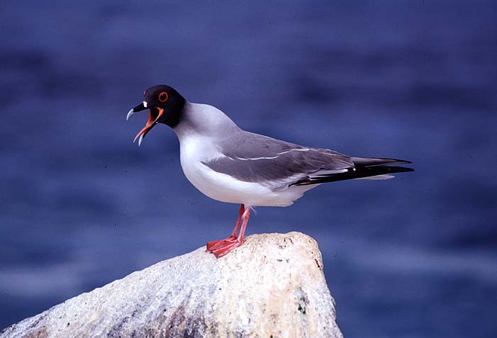 Sally_Phipps_Hornby_Swallow_tailed_gull.jpg [&copy; Last Frontiers Ltd]