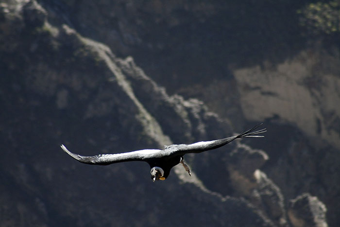 PE0508EM0820_condors-cross.jpg [&copy; Last Frontiers Ltd]