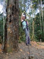 Canopy activity