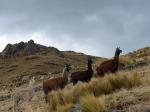 Image: MLP Viacha trek - Sacred Valley